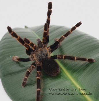 Ornithoctoninae spec.  Viridis "black femur", Spiderling (unbestimmt)